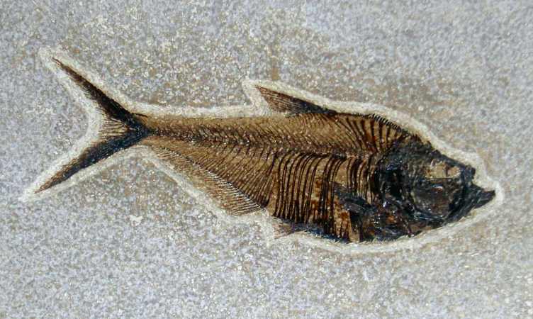 Diplomystus dentatus (Pal&eacute;og&egrave;ne)