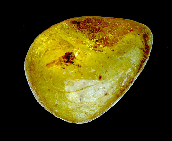 Moustique dans du copal (Plioc&egrave;ne)