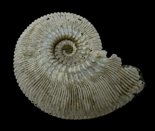 Face externe d'une Ammonite pyritis&eacute;e (Jurassique)