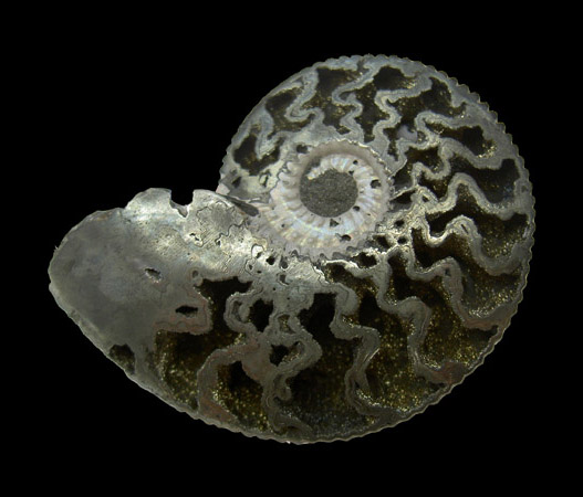 Face interne d'une Ammonite pyritis&eacute;e (Jurassique)