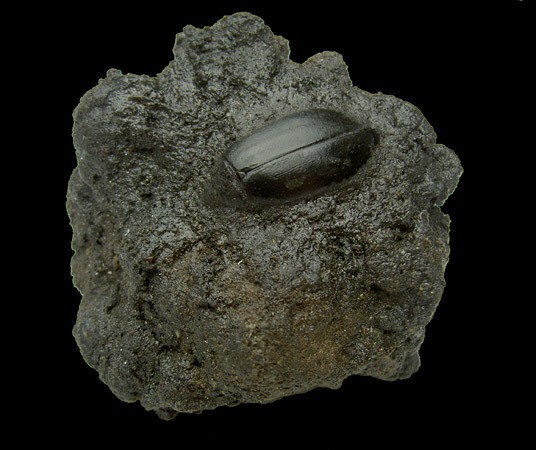 Col&eacute;opt&egrave;re dans bitume (Pl&eacute;istoc&egrave;ne)