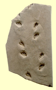 Empreintes de pas d'un reptile mammalien (Permien)