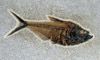 Diplomystus dentatus (Pal&eacute;og&egrave;ne)